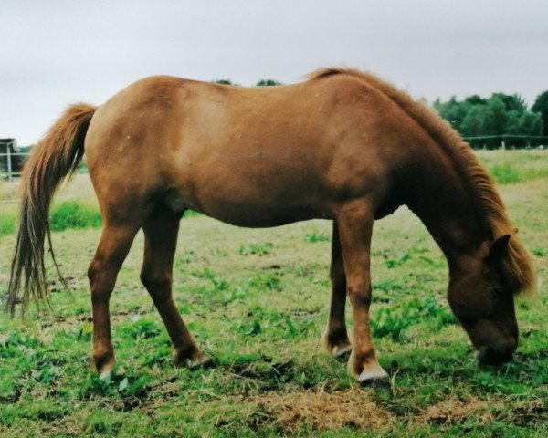 stallion Hafsteinn frá Hafsteinsstöðum (Iceland Horse, 1985, from Feykir frá Hafsteinsstöðum)