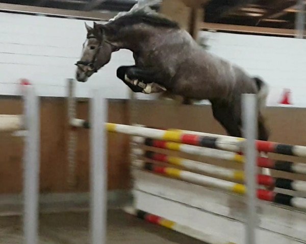 jumper Choice DB (Oldenburg show jumper, 2015, from Clintissimo 197 FIN)
