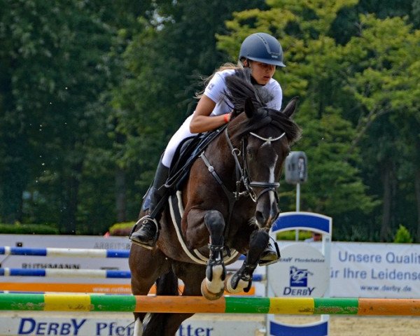Springpferd Velvetino (Deutsches Reitpony, 2010, von Vincent)