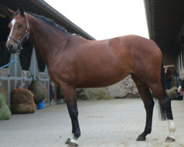 Dressurpferd Espania BE (Rheinländer, 2006, von Ehrentusch)