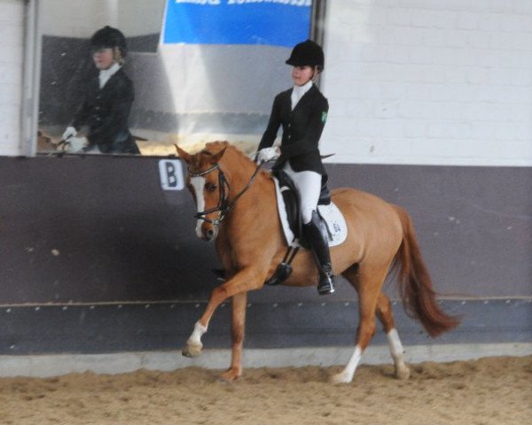 Zuchtstute Die-Da BE (Deutsches Reitpony, 2005, von FS Don't Worry)