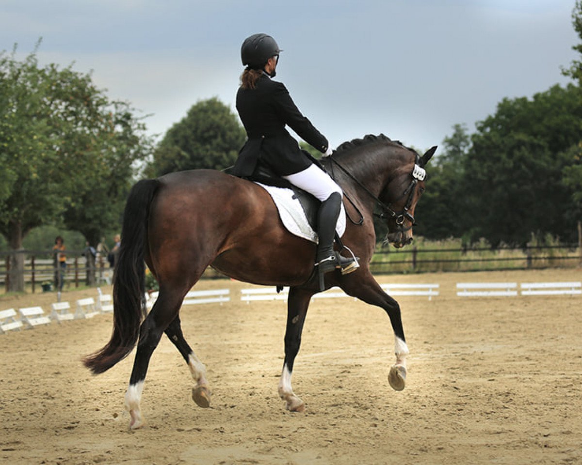 Caballo de Doma Frau Socke BE (Westfaliano, 2013, de Feedback 16)