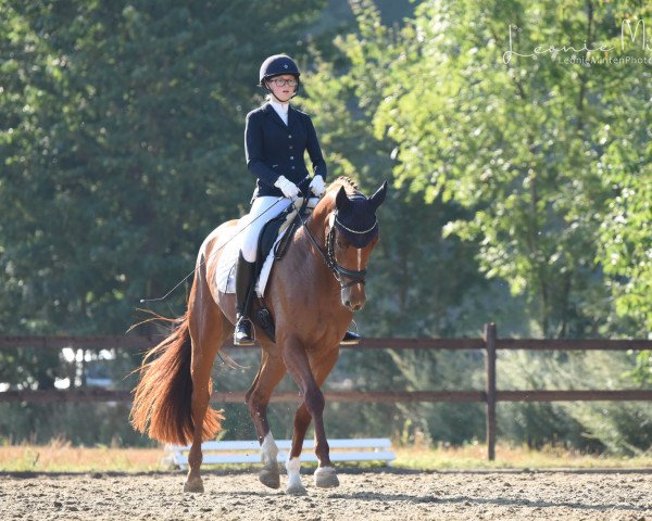 dressage horse Feelia BE (Westphalian, 2015, from Fürst Fohlenhof) dressage horse Feelia BE (Westphalian, 2015, from Fürst Fohlenhof)