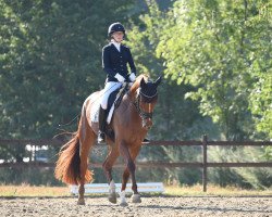 dressage horse Feelia BE (Westphalian, 2015, from Fürst Fohlenhof)