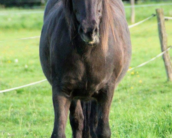 broodmare Frekja (Iceland Horse, 1998, from Atli vom Brock)