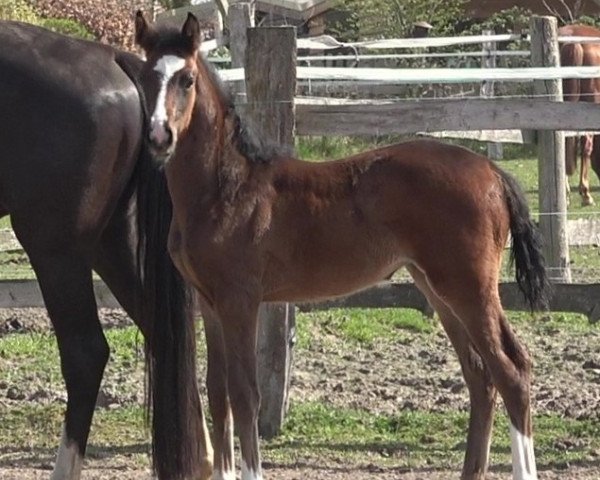 broodmare Quilena (Hanoverian, 2020, from Q-Sieben OLD)