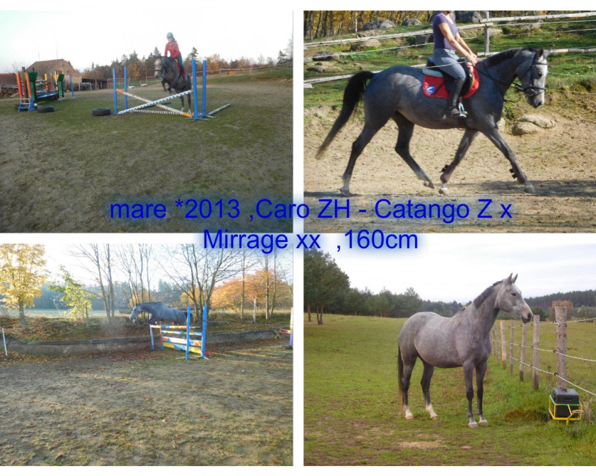 broodmare Carmen SL (Czech Warmblood, 2013, from 1449 Caro ZH)