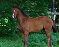 eventing horse Nacera-Lee MH (Holsteiner, 2020, from Von Holstein)