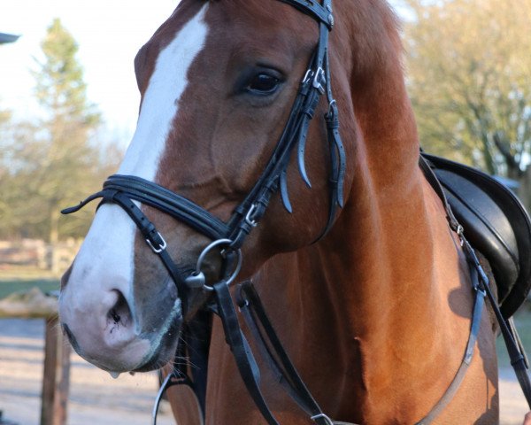 dressage horse Der Glückstritt (Hanoverian, 2012, from Dressage Royal)