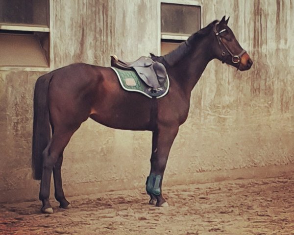 Springpferd Herzkaro 3 (Trakehner, 2015, von Il Divo xx)