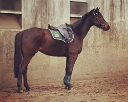 jumper Herzkaro 3 (Trakehner, 2015, from Il Divo xx)