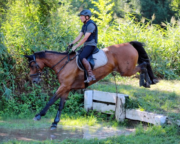 Springpferd Caprice T 3 (Holsteiner, 2014, von Cancant)