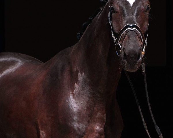 Pferd Milargo (Deutsches Sportpferd, 2013, von E.H. Millennium)