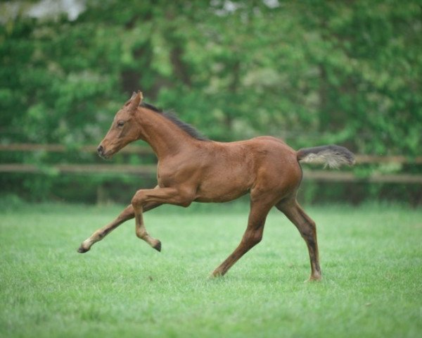 Pferd Bentley's Bonita (Oldenburger Springpferd, 2018, von Bentley van de Heffinck)
