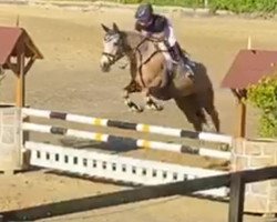 broodmare Cropacca T (German Riding Pony, 2008, from Crocodile Rock)