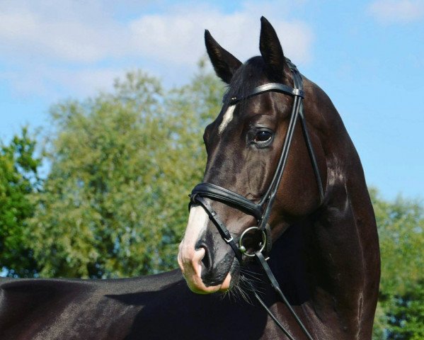 Pferd Alswinn (Westfale, 2014, von Abegglen Fh Nrw)