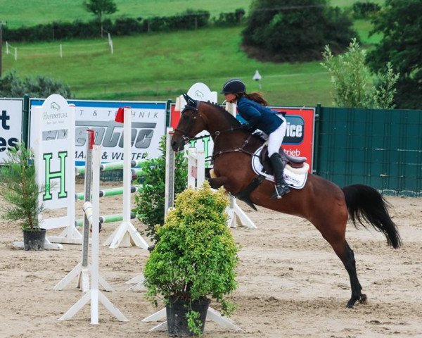 jumper L'Ementa vd Moorskeshoeve (Belgian Riding Pony, 2007, from Lamento III)