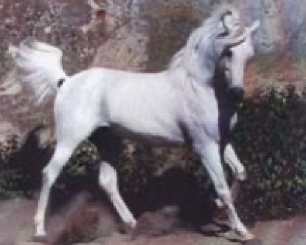 stallion Masan ox (Arabian purebred, 1975, from Hadban Enzahi 1952 EAO)
