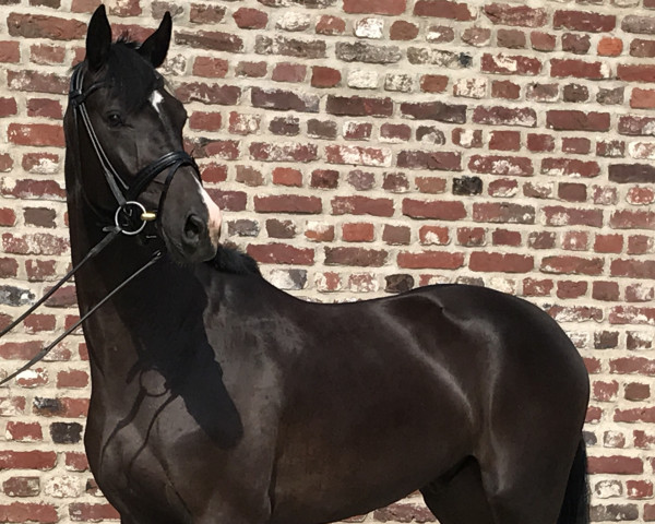 dressage horse Fine Design (Westphalian, 2014, from Farbenspiel)