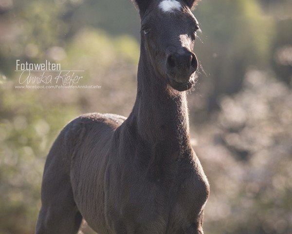 stallion Virello B (German Sport Horse, 2020, from Harmony's V-Plus)