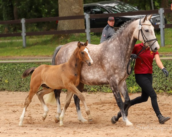horse Bodyguard (German Sport Horse, 2020, from Benthen's Balou)