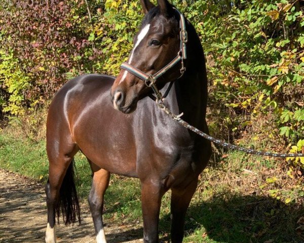 dressage horse Fräulein Fritzi 2 (German Sport Horse, 2015, from Feriado)