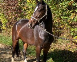 dressage horse Fräulein Fritzi 2 (German Sport Horse, 2015, from Feriado)