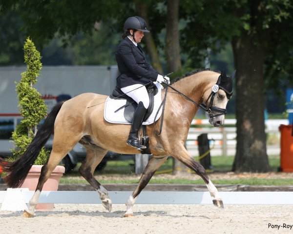 Dressurpferd RSB Golden Schorschi (Deutsches Reitpony, 2016, von Golden West NRW)