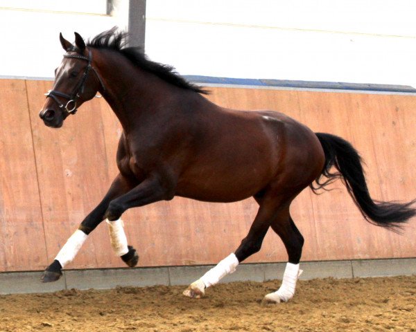Pferd Domino II P (Rheinländer, 2016, von Depeche Mode)