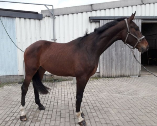 Pferd Prometheus Pro (Westfale, 2014, von Pilothago Dxb)