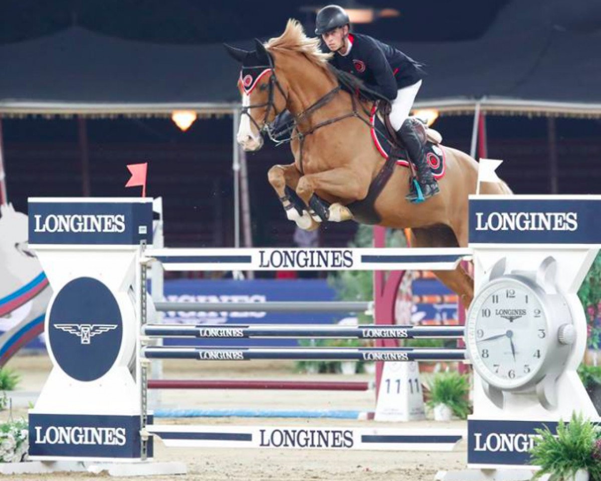 jumper Alcazar Sitte (Belgian Warmblood, 2006, from Rexar du Houssoit)
