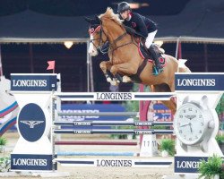 jumper Alcazar Sitte (Belgian Warmblood, 2006, from Rexar du Houssoit)