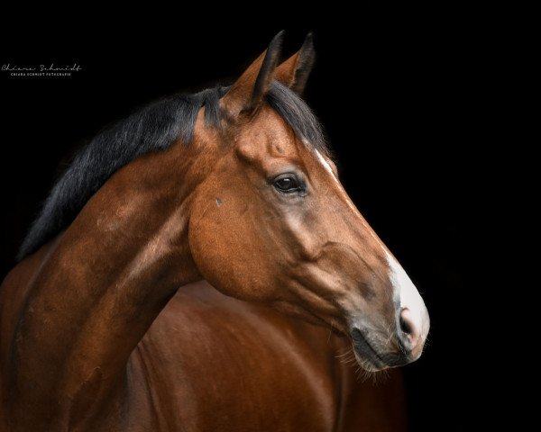 jumper Diarado-Blue (Oldenburg show jumper, 2013, from Tailormade's Diarado's Boy 256 FIN)