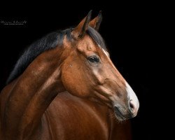 Springpferd Diarado-Blue (Oldenburger Springpferd, 2013, von Tailormade's Diarado's Boy 256 FIN)