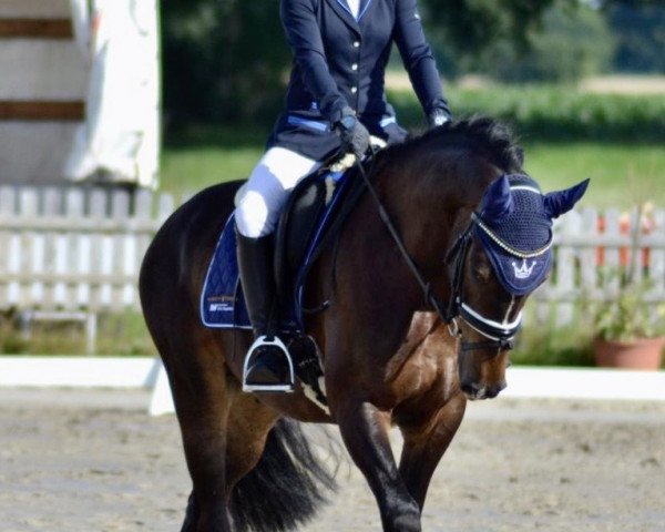 Springpferd Freienfeldes Ruck-Zuck (Deutsches Reitpony, 2016, von Proud Rocketti)