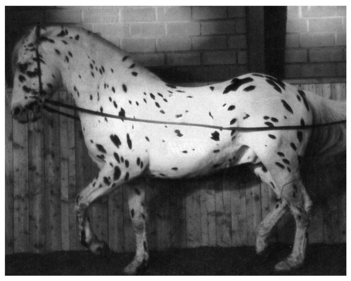 stallion Hugin v.Daenemark (Knabstrupper, 1986, from Don Ibrahim)