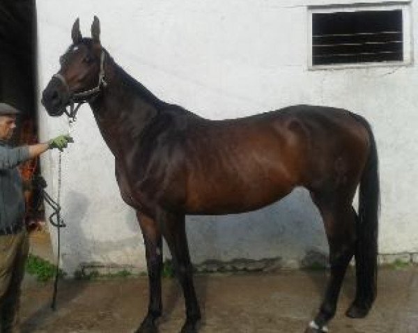 horse Florina (Westphalian, 2009, from Florianus)