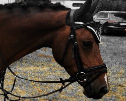broodmare Chiara de Luxe 3(Chorca) (German Riding Pony, 2015, from Alposa's Coolman)