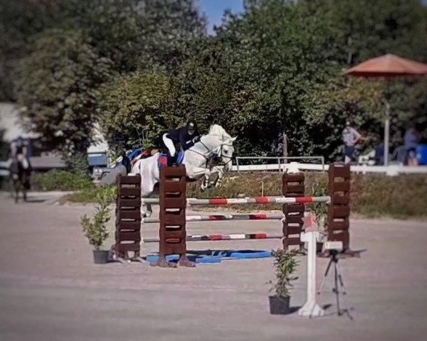 jumper Greenacres Bobby (Irish Sport Horse, 2003, from Greenacres King)