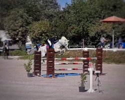 jumper Greenacres Bobby (Irish Sport Horse, 2003, from Greenacres King)