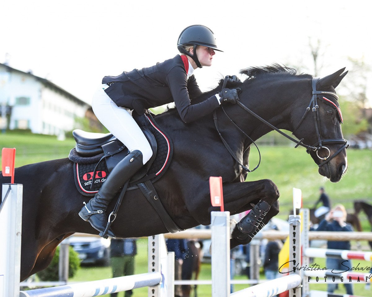 Cavallo da salto Cosmic Clipper (Hannoveriano, 2005, di Contendro I)