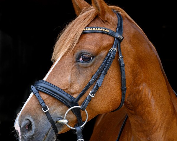 Dressurpferd Doren H (Deutsches Reitpony, 2007, von Deinhard B)