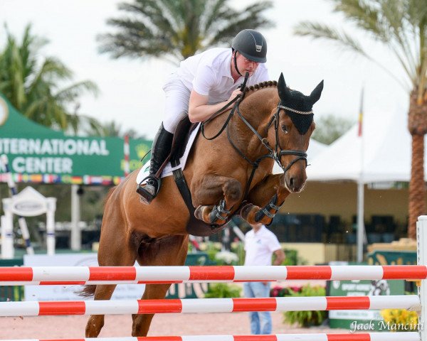 broodmare Foxellie (KWPN (Royal Dutch Sporthorse),  , from Azteca VDL)