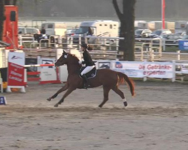 Jezdecké závody Werne-Lenklar 2015