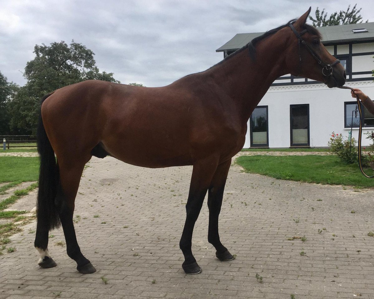 Deckhengst Hengst von Heops x Lowelas/Nerv (Trakehner, 2018, von Heops)