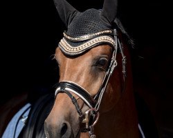stallion Der Kleine Donner 6 (German Riding Pony, 2015, from Dreidimensional AT NRW)