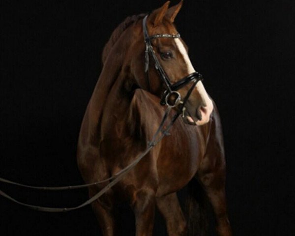 Springpferd Check up 2 (Deutsches Reitpony, 2001, von Capri Moon)