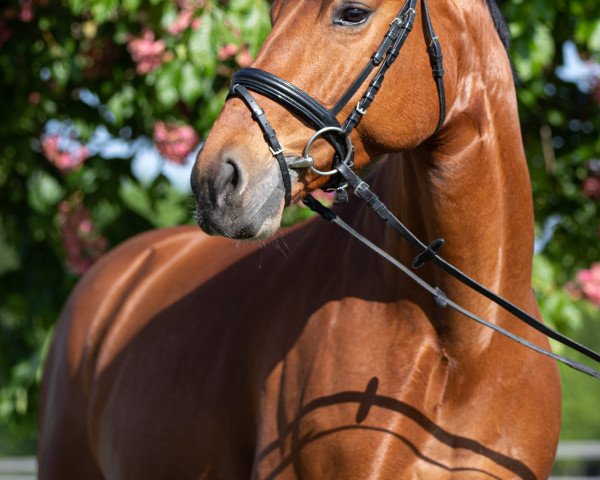 jumper Tamango`s Tinkerbell (Westphalian, 2013, from Tamango)