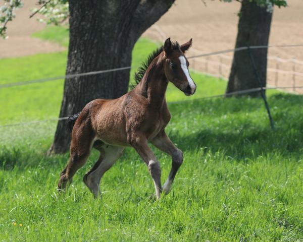 Foal by Donnahalla LB (Austrian Warmblood, 2026, from Sir Donnerhall I)