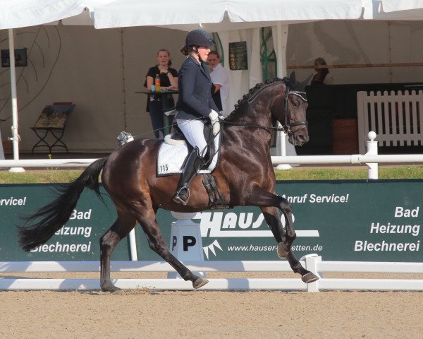 Springpferd Kohinoor 35 (Trakehner, 2015, von Schwarzgold) Springpferd Kohinoor 35 (Trakehner, 2015, von Schwarzgold)